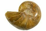 Cut & Polished Jurassic Nautilus Fossil (Half) - Madagascar #339276-1